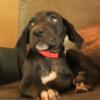 These are very sweet Great Dane MIX pups, cheap