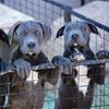 American Bandogge Mastiff puppies