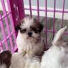 Shih Tzu puppies 8 weeks