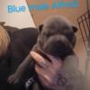 Shar pei chow mix  chow pei blue pup ready now male