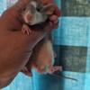 Dumbo rats for rehoming