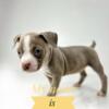 American bully Puppies for sale