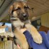 For SALE! 10wks old GSD PUPPIES
