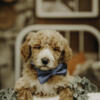 Beautiful red and white standard goldendoodles- READY END OF MAY!