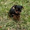 Male Yorkie Puppy For Sale
