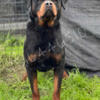 Rottweiler Adult Male