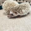 Baby Hedgehogs (many available)