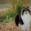 AKC Collie Breeder (Brilliant ~ Beautiful ~ Balanced) Puppies and Adults
