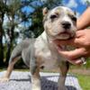 American Bully Puppies for sale near you