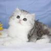 Doll face Persian kitten