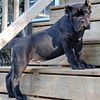 AKC Solid Black Male Cane Corso Pup Show Champion Import Bloodlines