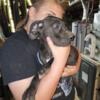 AKC Great Dane Puppies Need their forever homes!
