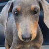 Well mannered doberman puppies 9 weeks old