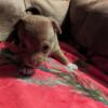 Female Chihuahua puppy