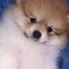 PURE BRED POMERANIAN PUPPIES AVAILABLE
