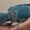 Indian Ringneck blue Baby (available)