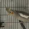 COCKATIEL BIRDS FOR SALE - 1 Male and 2 Female