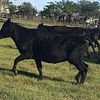 Pregnant beef cows for sale Only $750