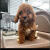 CavaPoo Puppy Looking for forever home