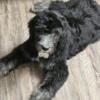 5 Months old male sheepadoodle puppy for sale