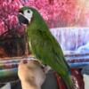 Sweet female severe macaw