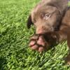 Find Your Forever Friend: Adorable Chocolate and Black Lab Puppies  Vaccines Up-to-Date! AKC