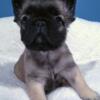 Adorable Fluffy French Bulldog for Sale