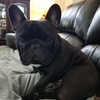French Bulldog For Stud in Eastern NC