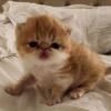 Red and white male persian kitten