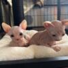 Sphynx Kittens WI -new litter ready in July