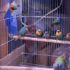 parrot finch, seagreen, blue face lutino , orange cheek waxbill and Forbes