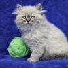 Himalayan Kittens Available on 