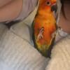 2 Sun conures and a pineapple conure