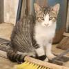 Tiger and white tabby Cat Rehome