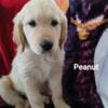 Golden Pyrenees Puppy Price Reduced
