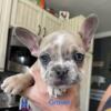 French Bulldog puppies for sale! AKC Registered. All males