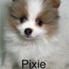 Sweet Little Poms available