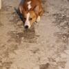 Corgi for rehome pet or full rights available