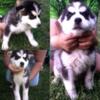 Husky puppys for rehoming