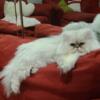 Persian Himalayan Silver-Shaded / Silver-Point Kittens available May 2024
