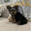 Yorkies available