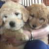F1 Goldendoodles Healthy and Friendly