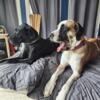 Great Dane/Mastiff puppies! see description for price
