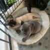 3 (blue, brindle and fawn) French Bulldog Puppies looking for their forever home