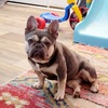 FRENCHIE 3yrs Old FOR SALE