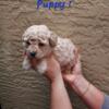 2 Male Toy Poodle Puppies For Sale