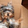 Teacup size Yorkshire Terrier female puppies