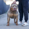 XL American bully available