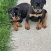 Akc registered Purebreed German Rottweiler pups 