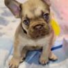 Adorable French Bulldog puppies looking for their forever home